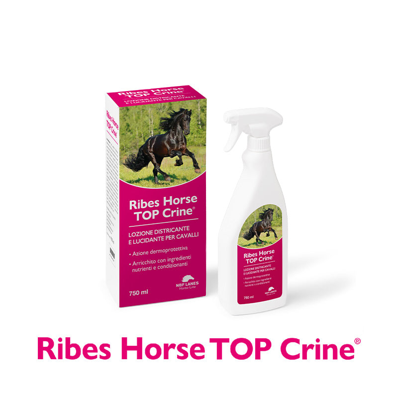 RIBES HORSE TOP CRINE